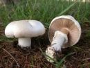 Agaricus macrocarpus, čokati kukmak