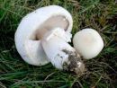 Agaricus macrosporoides, košenični kukmak