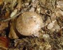 Agaricus sylvaticus, gozdni kukmak