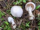 Agaricus sylvicola, hostni kukmak