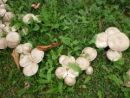 Agaricus xanthodermus, karbolni kukmak