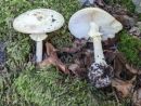 Amanita citrina, citronasta mušnica