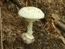 Amanita citrina, citronasta mušnica