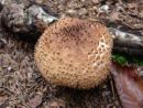 Amanita echinocephala, ostrokrpa mušnica