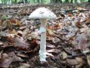 Amanita eliae, Elijeva mušnica