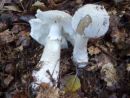 Amanita excelsa, podaljšana mušnica