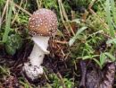 Amanita pantherina, panterjeva mušnica