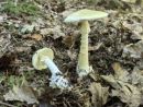 Amanita phalloides, zelena mušnica