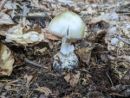 Amanita phalloides, zelena mušnica