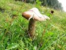 Amanita subalpina, gorski lupinar