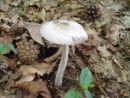 Amanita vaginata, sivi lupinar