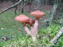 Armillaria ostoyae, črnomekinasta mraznica