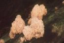 Artomyces pyxidatus, cvetoča grmulja