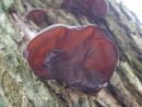 Auricularia auricula-judae, bezgova uhljevka