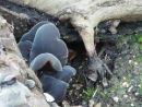 Auricularia fuscosuccinea, sočna uhljevka