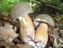 Boletus aereus, črni goban