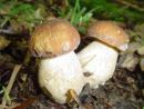 Boletus reticulatus, poletni goban