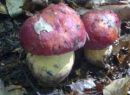 Butyriboletus pseudoregius, lepi maslenec