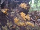 Calocera cornea, rogasti rožiček