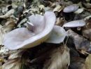 Calocybe ionides, modrikasta lepoglavka