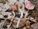 Chalciporus rubinus, rožnati bakrenopor