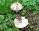 Chlorophyllum brunneum, vrtna zelenolistka