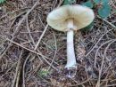 Chlorophyllum olivieri, olivnorjava zelenolistka