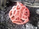 Clathrus ruber, navadna mrežnica