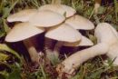 Clitocybe fasciculata, pašniška livka