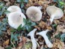 Clitocybe nebularis, poprhnjena livka