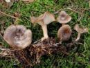 Clitocybe radicellata, (konopčasta livka)