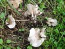 Clitocybe rivulosa, kolobarčasta livka