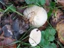 Clitocybe suaveolens, (vonjasta livka)