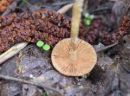 Conocybe aporos, pomladanska stožka