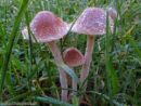 Conocybe pygmaeoaffinis, belobetna stožka