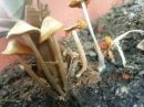 Conocybe subovalis, oblasta stožka