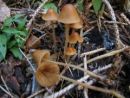 Conocybe subpubescens, dolgobetna stožka