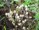 Coprinellus disseminatus, razsejani tintovec