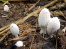 Coprinopsis nivea, snežnobela tintovka