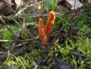 Cordyceps militaris, kokonov glavatec