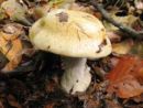 Cortinarius anserinus, sladkobna koprenka