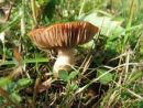 Cortinarius arvinaceus, pomaščena koprenka