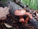 Cortinarius bolaris, opečna koprenka