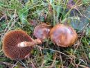 Cortinarius brunneofulvus, rjavorumena koprenka