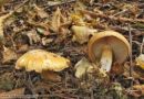 Cortinarius caesiostramineus, sivorumenkasta koprenka