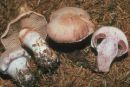 Cortinarius camphoratus, kafrna koprenka