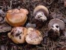 Cortinarius glaucopus, kolobarniška koprenka