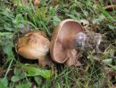 Cortinarius glaucopus, kolobarniška koprenka