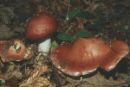 Cortinarius praestans, nagubana koprenka