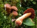 Cortinarius rubellus, najlepša koprenka